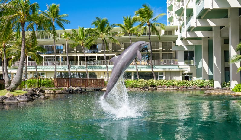 Dolphin Lanai